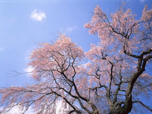 4月のキャンペーンが間も無く終了します