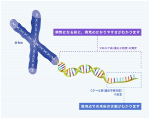 テロメアテスト