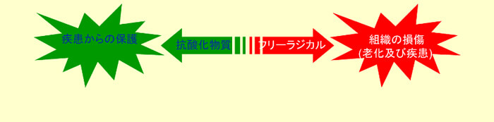 抗酸化