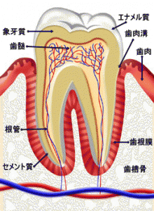 ホワイトニングでなぜ歯が白くなるのか