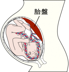 300px-Placenta_ja.svg