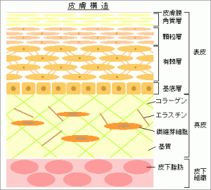 TheBasicStructureOfSkin