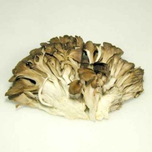 舞茸ダイエット  Maitake mushroom diet